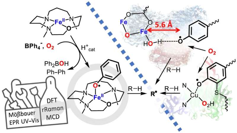 Optimized Radicals: Bio-Inspired Catalysts for Sustainable Chemistry