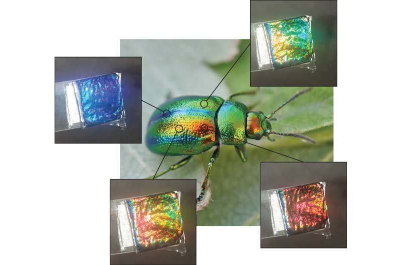 Sustainable Colors Inspired by Beetles: Chitin-Based Innovation