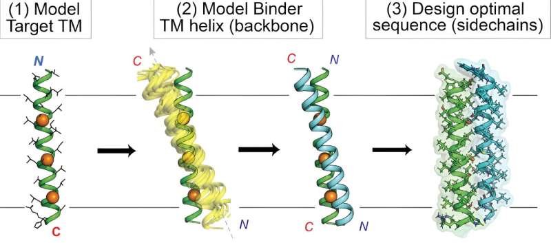 Innovative Computational Strategy Enables Drug Design Targeting Membrane Proteins