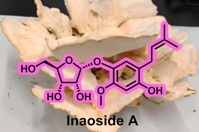 Inaoside A: A Novel Mushroom Antioxidant with Pharmaceutical Potential