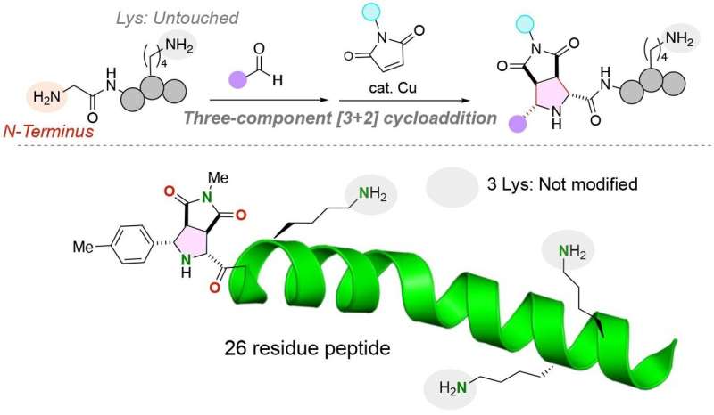 Efficient Peptide Functionalization via N-Terminal Cycloaddition
