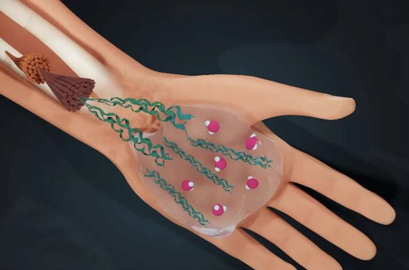 Water s Role in Collagen Assembly: Understanding the Building Block of Human Tissues