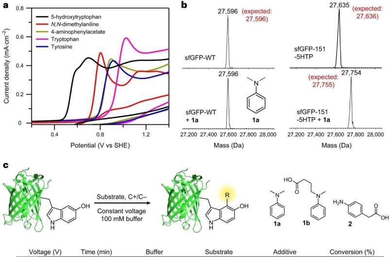 Electrocatalytic Protein Modification: Site-Specific Labeling with eCLIC