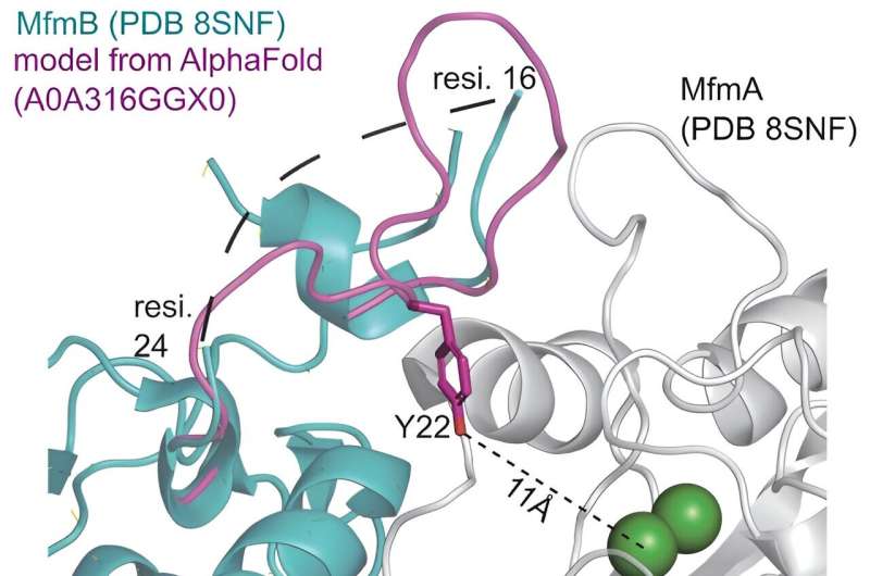 Metformin Degradation in Wastewater: Bacterial Genes and MfmA/MfmB Interaction