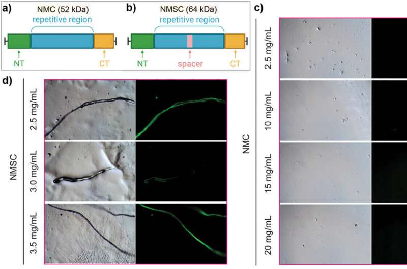 Boosting Spider Silk Strength: Biomimetic Enhancements Discovered