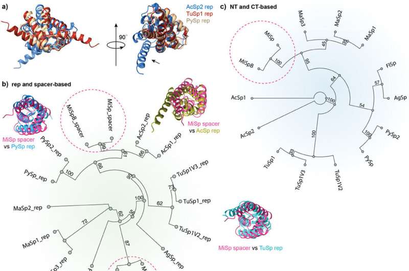 Boosting Spider Silk Strength: Biomimetic Enhancements Discovered