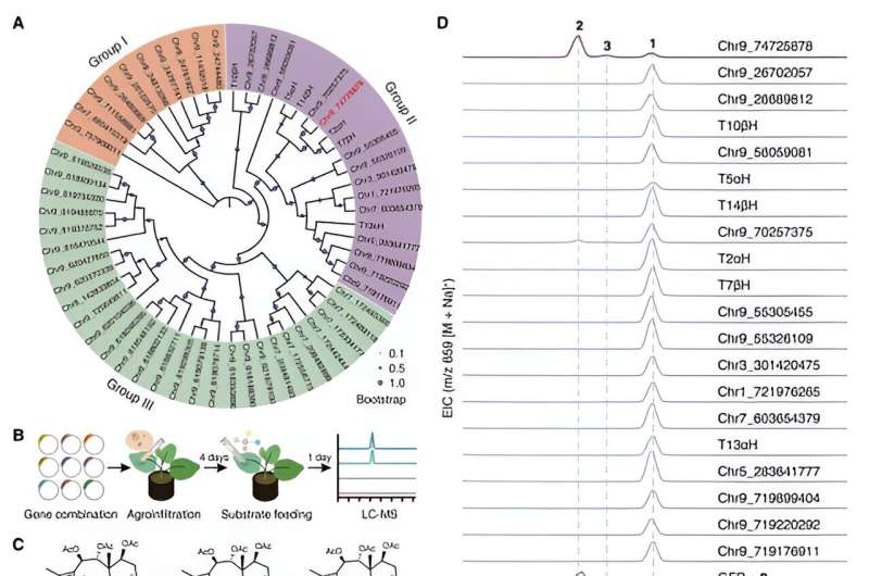 Breakthrough in Taxol Biosynthesis: Potential for Large-Scale Anticancer Drug Production