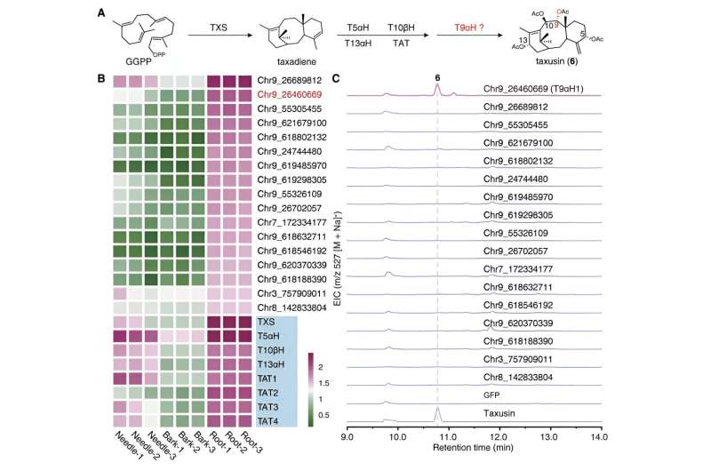 Breakthrough in Taxol Biosynthesis: Potential for Large-Scale Anticancer Drug Production