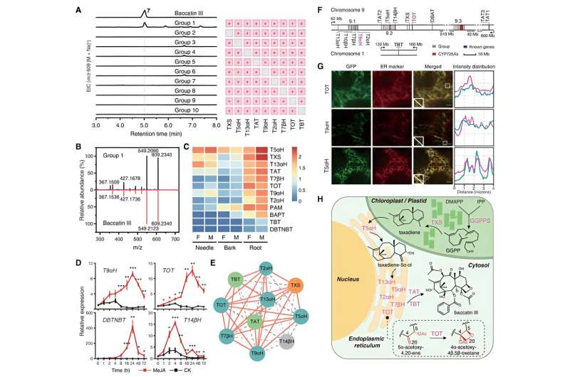 Breakthrough in Taxol Biosynthesis: Potential for Large-Scale Anticancer Drug Production