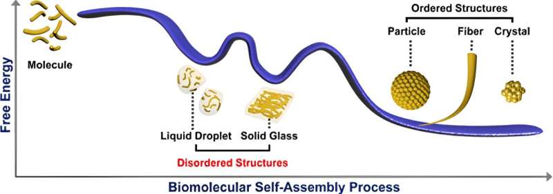 Multiscale Peptide Self-Assembly: Advances in Biomolecular Materials