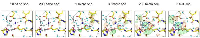 Femtosecond X-ray Crystallography Reveals Photosystem II s Structural Dynamics