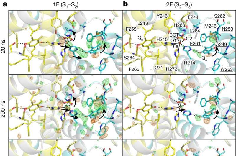 Femtosecond X-ray Crystallography Reveals Photosystem II s Structural Dynamics