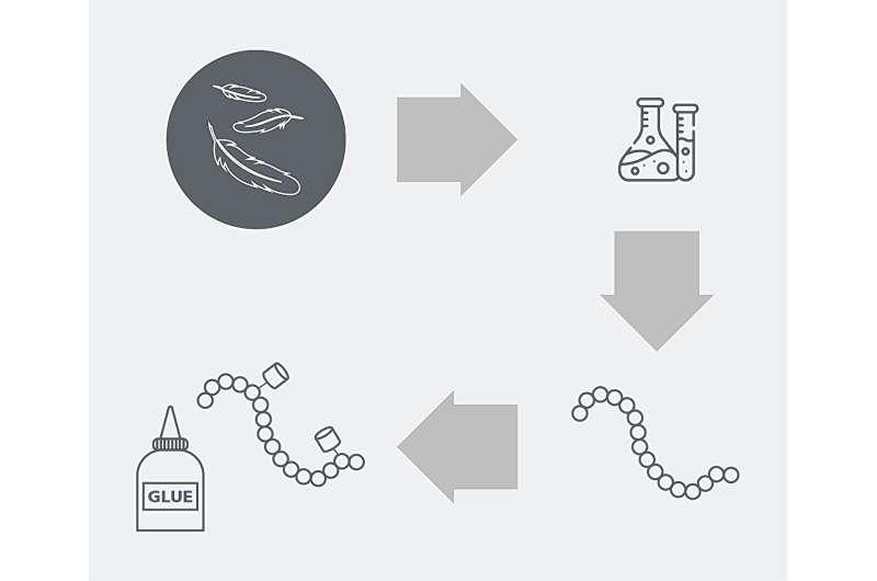 Feather-Based Adhesives: A Sustainable Alternative to Fossil Fuels