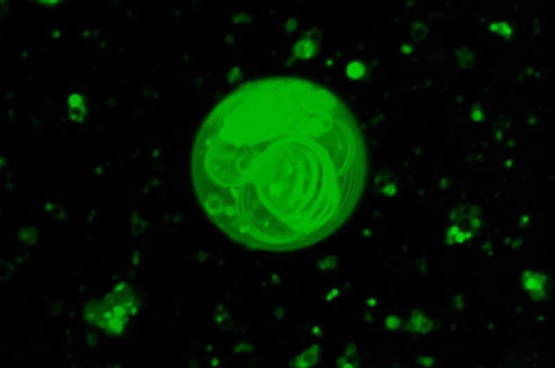 Early Earth Life: New Insights into the Formation of the First Cells