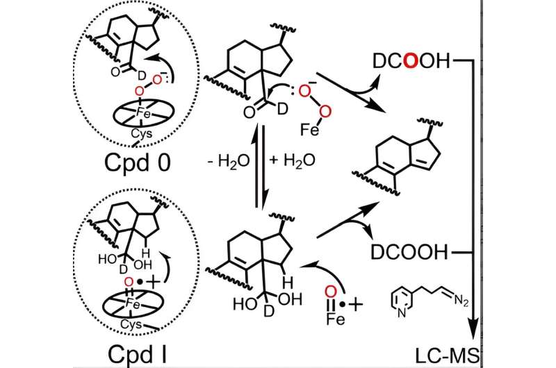 Novel Insights into P450 51 Enzyme Catalysis via DCOOH Analysis