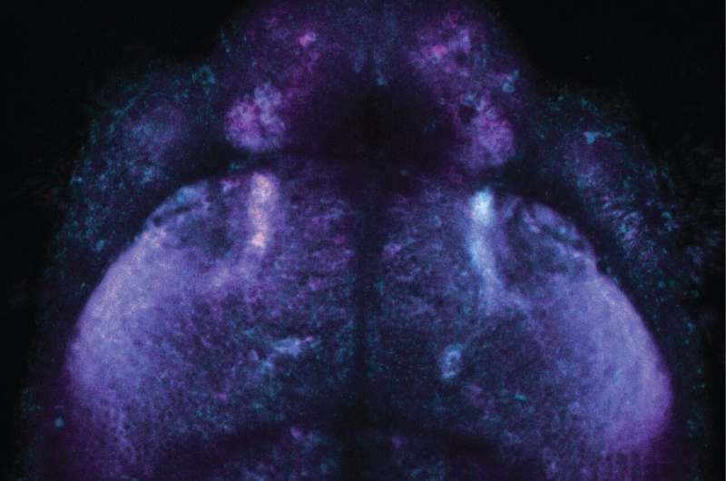 Novel Chemical Labeling Method Tracks Cellular Activity in Living Fish Brains