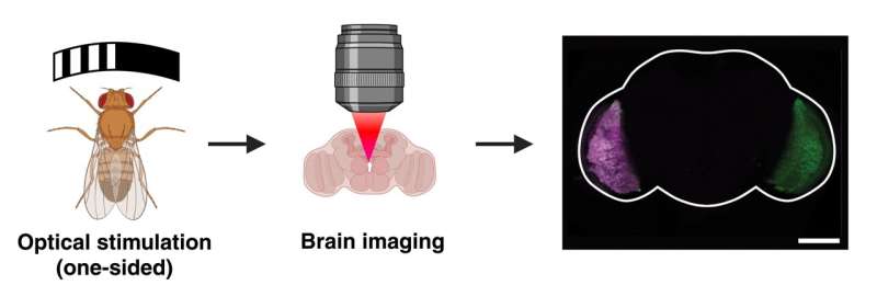Novel Chemical Labeling Method Tracks Cellular Activity in Living Fish Brains