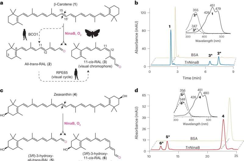 Human & Insect Vision: A New Study on Visual Chromophore Formation