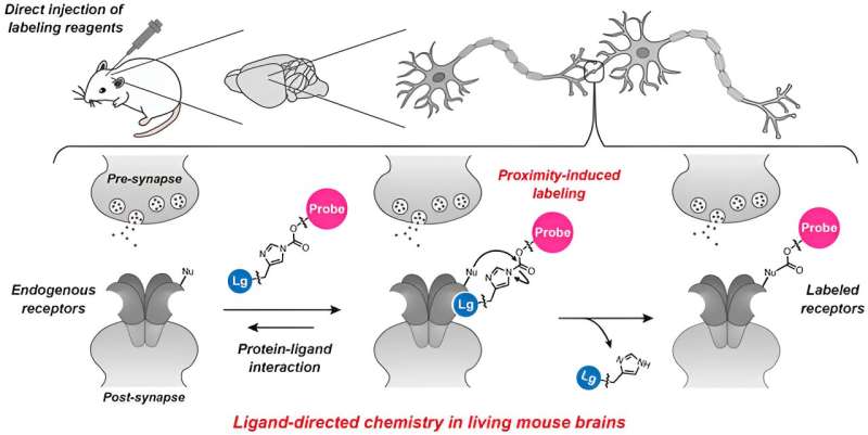 Novel Method for Labeling Neurotransmitter Receptors in Live Mouse Brains