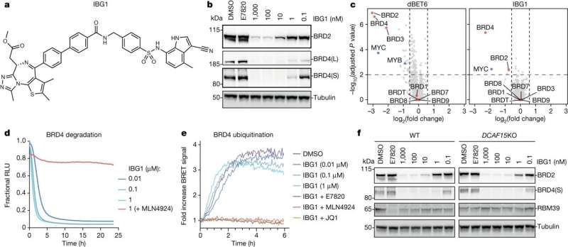 Novel Intramolecular Bivalent Glue Disrupts Cancer Drug Development