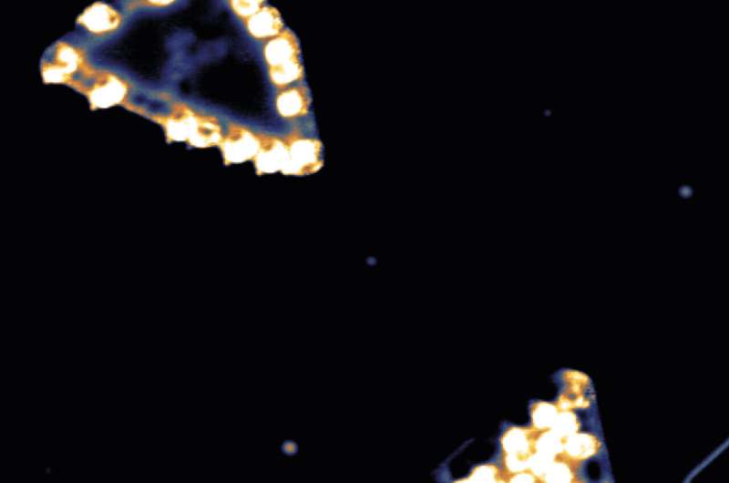 Magnetic Fields: A Key to Understanding the Origin of Life?