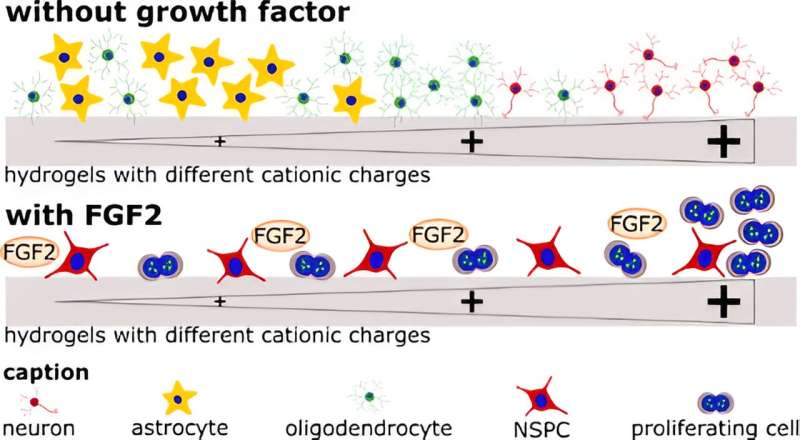 Positive Hydrogels Boost Neural Stem Cell Growth for Nerve Regeneration