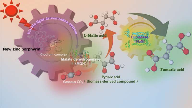 New Catalyst Doubles Efficiency of Fumaric Acid Production for Biodegradable Plastics