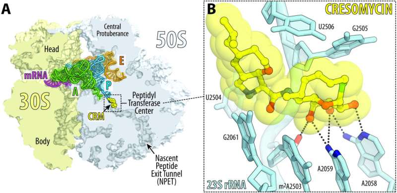 Novel Antibiotic Cresomycin Shows Promise Against Drug-Resistant Bacteria