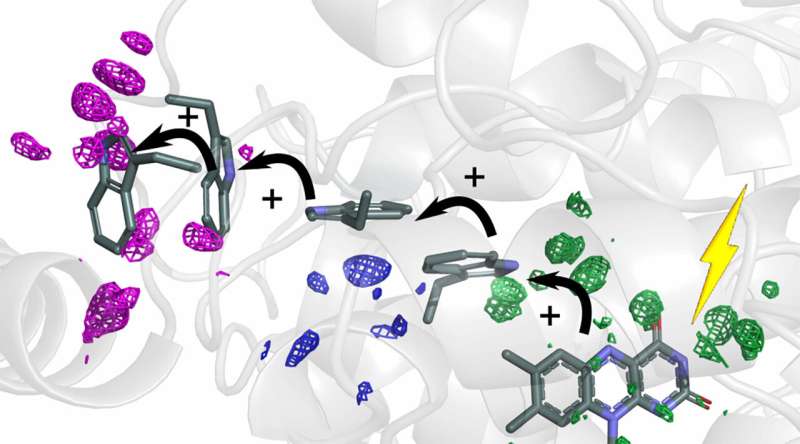 Protein Pathways: How Atomic Movements Direct Electron Flow in Cells