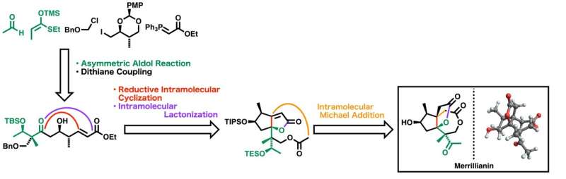 Merillianin Synthesis: A Breakthrough for Anti-Rheumatic Drug Development