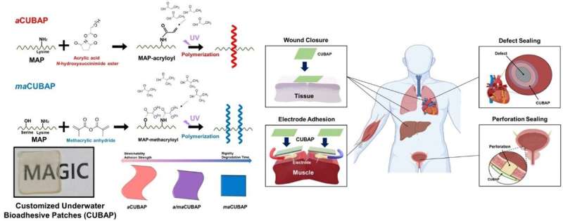 Mussel-Derived Bio-Adhesives: Custom Solutions for Underwater Applications