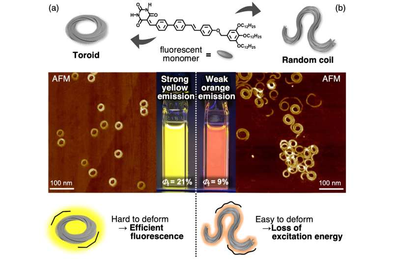 Ring Closing and Fluorescence in Supramolecular Polymers: A Study