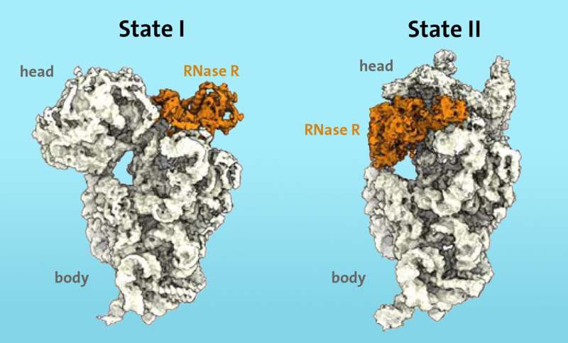 Molecular Mechanism of Ribosomal 30S Subunit Degradation Discovered
