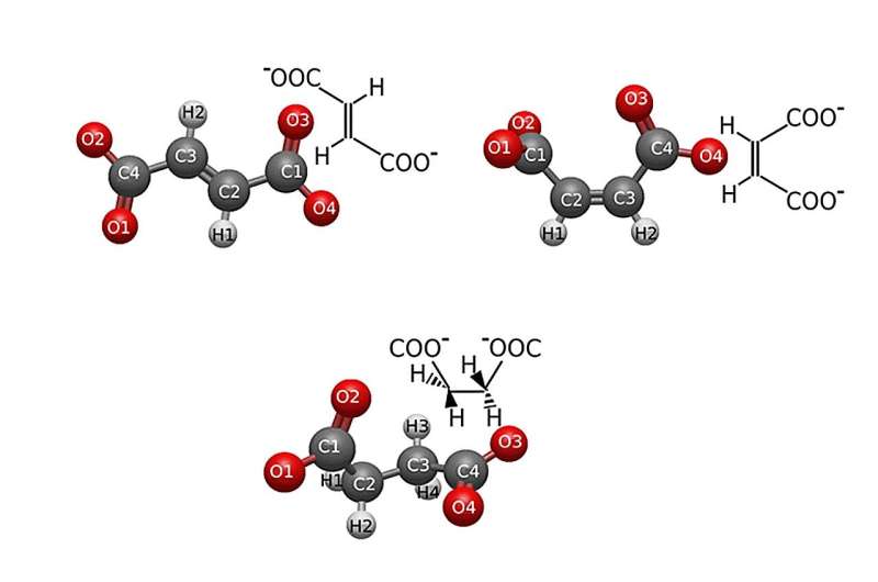 Molecular Orbitals and Stability: Understanding Fumarate, Maleate, and Succinate