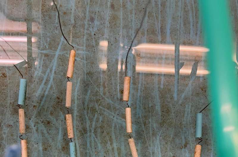 Plastic Straw Degradation Study: Which Materials Break Down Fastest?