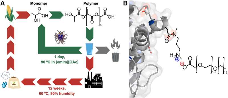 Enzyme Breakthrough: Recycling Single-Use Plastics in 24 Hours