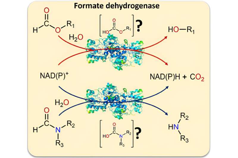 Biocatalysis Breakthrough: Enzyme Uses Solvent as Substrate for NADH/NADPH Production
