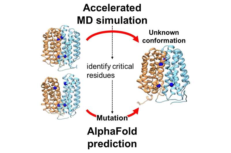 AI-Powered Molecular Simulation Uncovers Oxalate Transporter Structure, Key to Kidney Stone Prevention