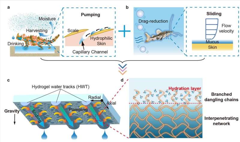 Bioinspired Hydrogel for Efficient Atmospheric Water Harvesting