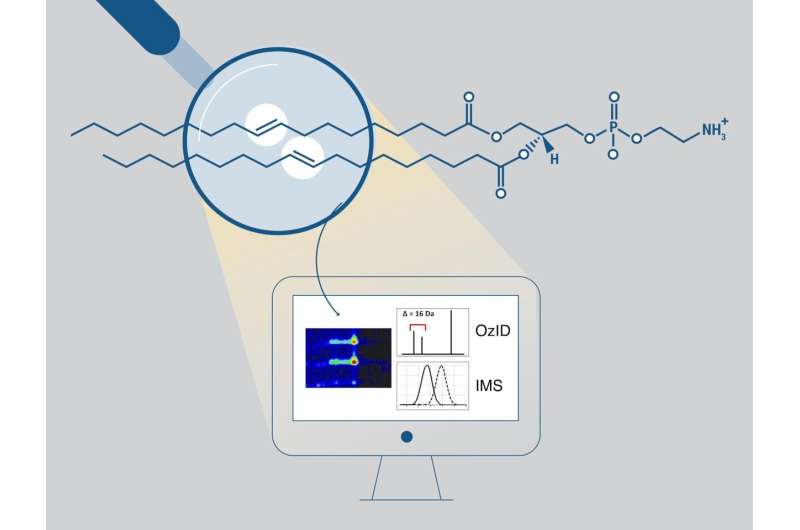 LipidOz: Software for Accurate Lipid Double Bond Localization