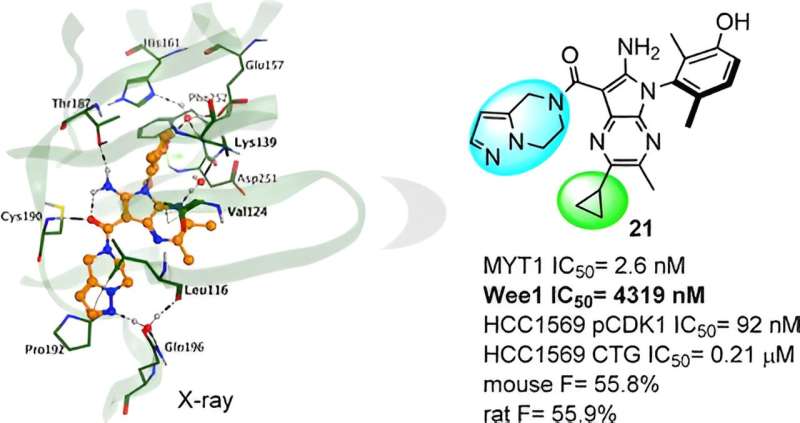 Generative AI Accelerates Discovery of MYT1 Inhibitors for Cancer Therapy