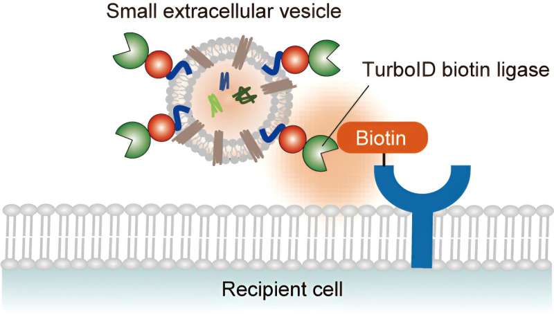 Extracellular Vesicles: A New Look at Protein Communication Between Cells