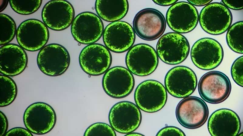 Microcapsules for Smaller, Cooler Electronics: A Breakthrough in Miniaturization