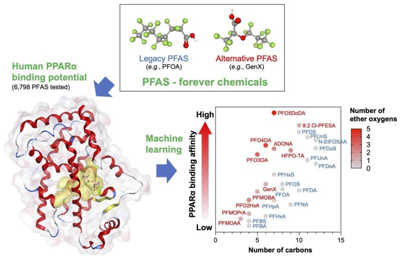 Predicting PFAS Binding Affinity: A Novel Machine Learning Approach