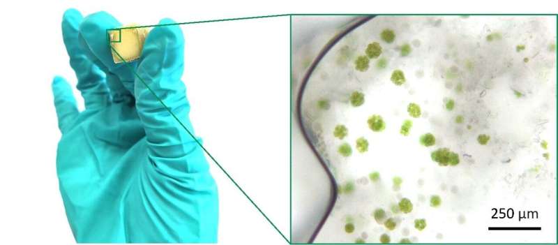 Algae-Based Living Materials: A Novel Approach to Carbon Capture