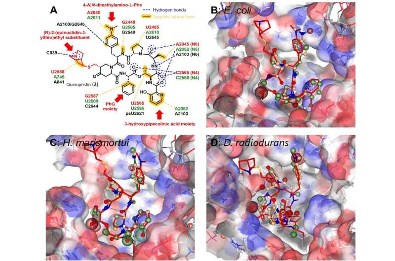 Novel Mutasynthesis Approach for Antibiotic Derivatization Developed by German Scientists