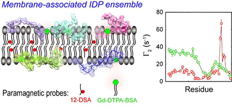 Advanced Modeling of Membrane Proteins: A New Technique for Intrinsically Disordered Proteins (IDPs)