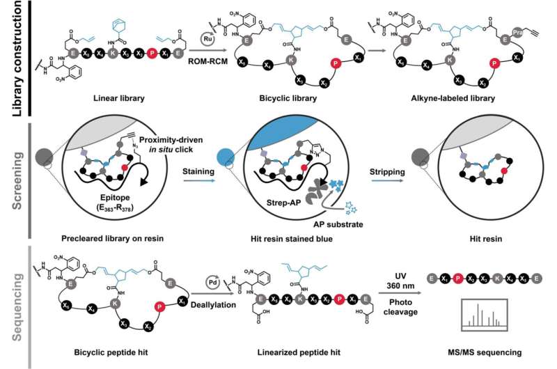 UC Riverside Researchers Develop Method to Target Cancer-Driving MYC Protein