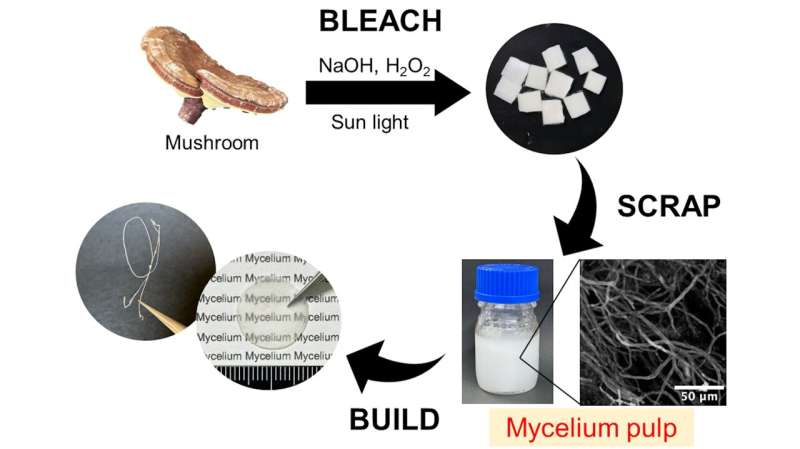 Innovative Mycelial Fiber Extraction for Sustainable Mushroom Materials