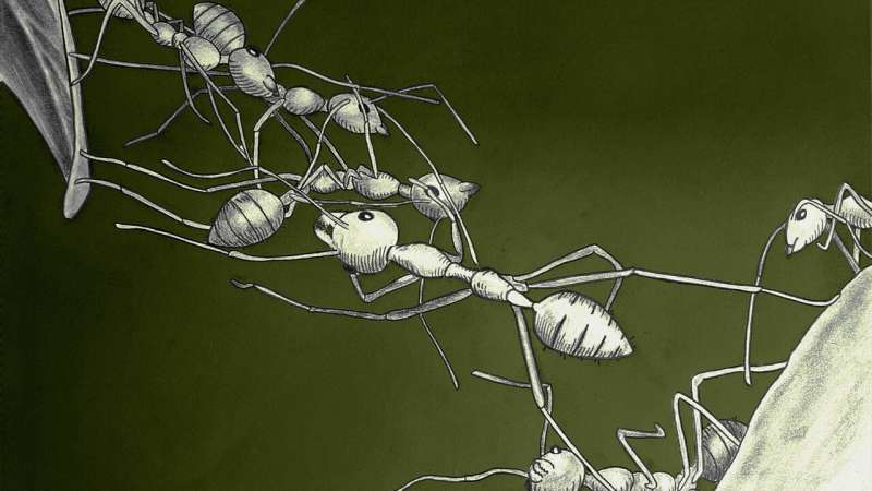 Mimicking Ants: Bio-Inspired Robotics and Material Assembly